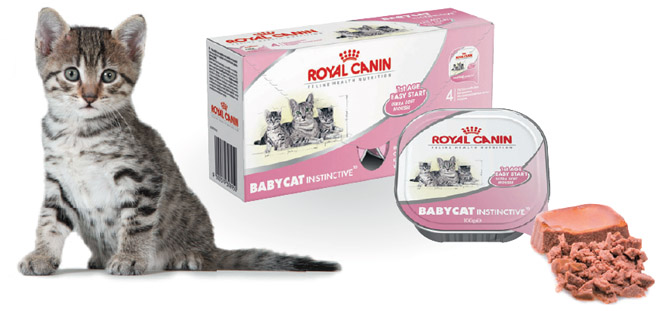 royal canin babycat mousse