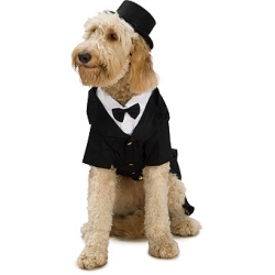 dog tuxedo