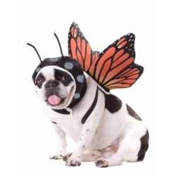 Animal_Planet™_Butterfly_Dog_Costume