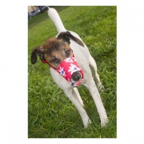 Daisies Fabric Happy Muzzle