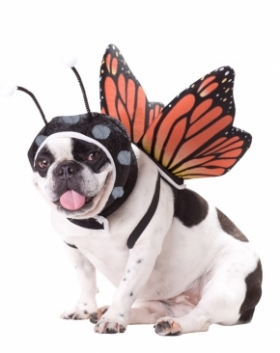 Animal_Planet™_Butterfly_Dog_Costume