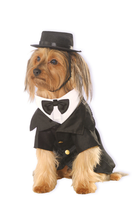 Dog Tuxedo