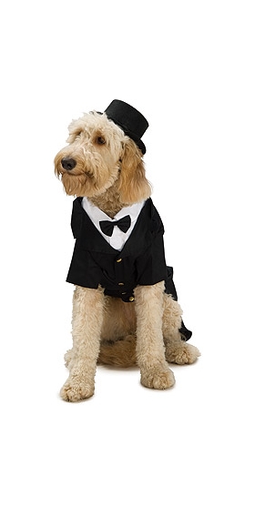 dog tuxedo